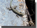 Hellenolacerta graeca